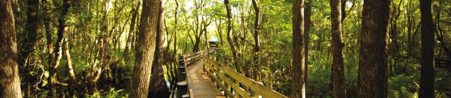 A wooden bridge in the woods