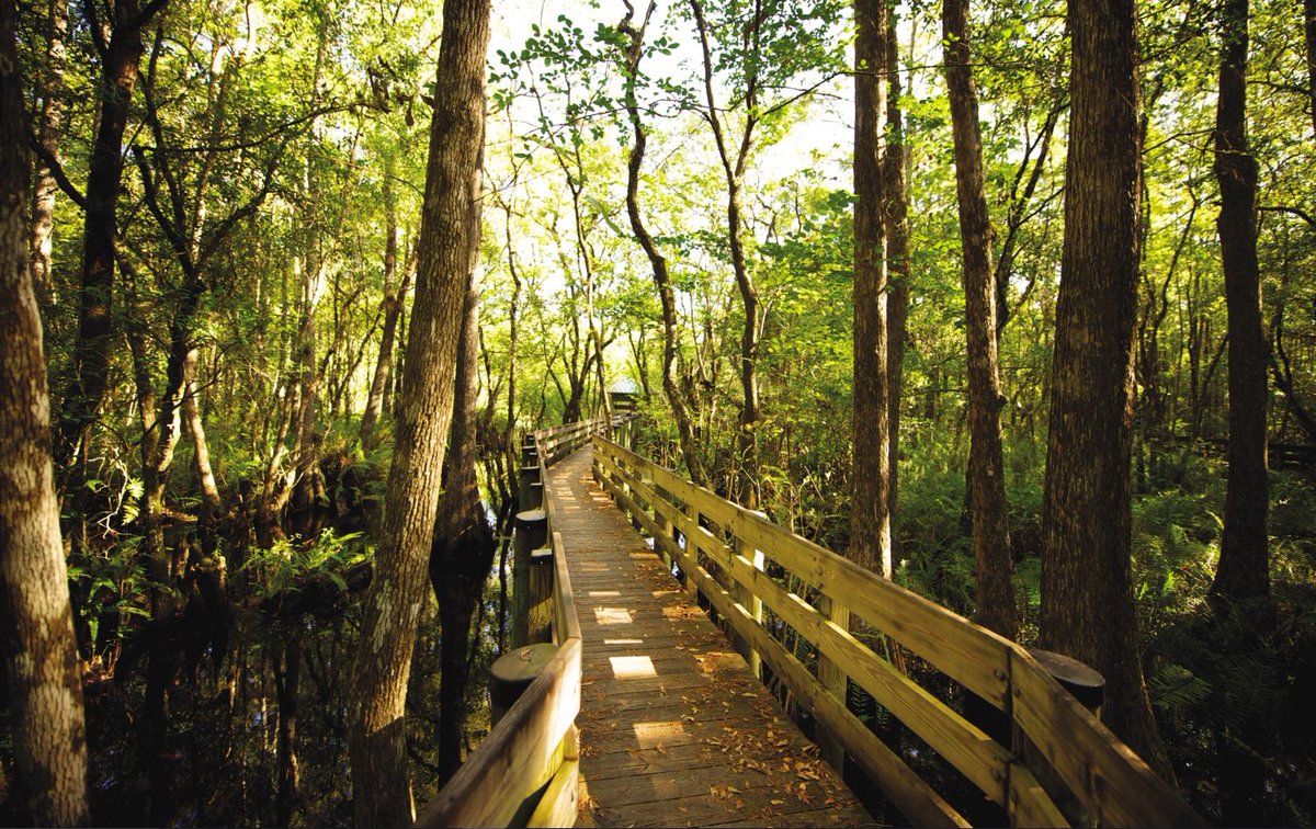 A wooden bridge in the woods