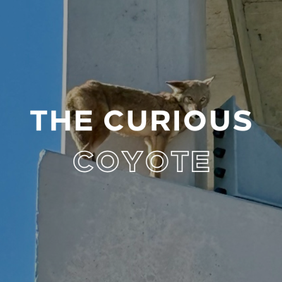 The Curious Coyote